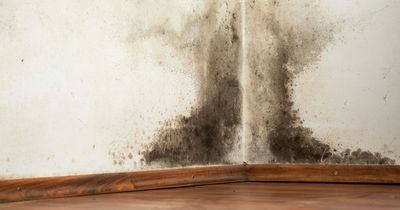 Experts reveal one thing you should never do to get rid of mould in your home