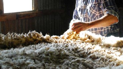 Wool producer installs new shearing system and improves efficiency by 10 per cent