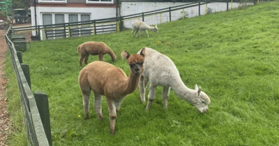 Edinburgh Council issue update ahead of beloved LOVE Gorgie Farm closure