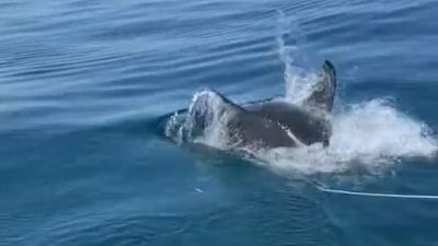 Shark surprise for crab-fisher off Semaphore when great white launches itself at bait