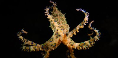 'More potent than cyanide': how to stay safe from blue-ringed octopus this summer