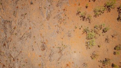 Federal senators call for inquiry into land clearing for cotton in Northern Territory