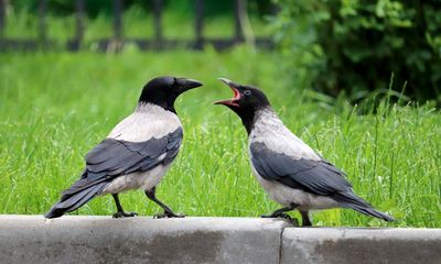 Country diary: The silently screaming ravine is now filled with bird chatter