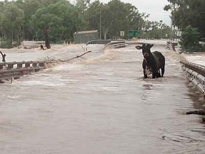 Cattle loss in floods shatter WA farmers