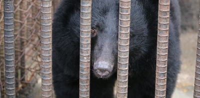 South Korea to ban bear farming, but what to do about hundreds of captive animals that remain?