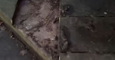 Woman left horrified after witnessing the destruction caused at Rutherglen park