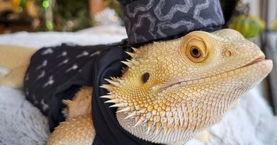 Woman makes adorable outfits for her pet bearded dragon