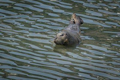 Trapped seal in Essex devours £3,000 worth of fish and treats it like being ‘in a branch of Waitrose’