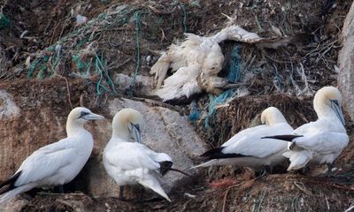 ‘Pandemic potential’: bird flu outbreaks fuelling chance of human spillover