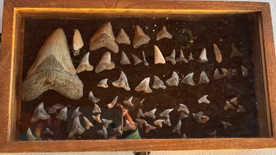 Maryland girl finds ancient tooth from a 50-foot-long megalodon in the Chesapeake Bay