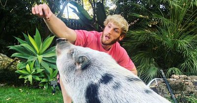 Fans turn on Logan Paul over 'the matrix is real' comments following pet pig fiasco