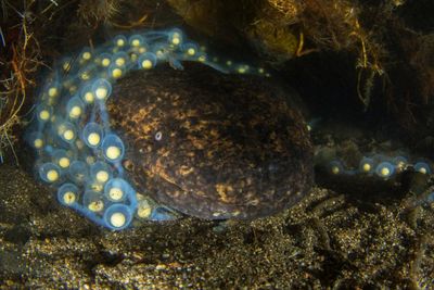 The plight of the Japanese giant salamander: ‘23m years of DNA might die out’