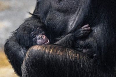 ‘World’s rarest chimpanzee’ born at Chester Zoo in conservation boost