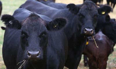 Australian beef exports slumped to 19-year low in 2022 after wild weather and labour shortages