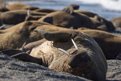 Become a ‘walrus detective’ and search for them from Space
