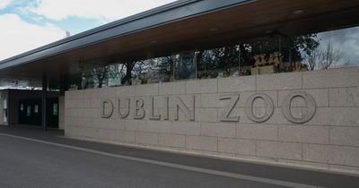 Dublin Zoo cleared of animal welfare concerns following investigation after whistleblower's claims
