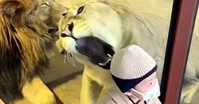 Ferocious lioness at zoo tries to eat small child on the other side of glass