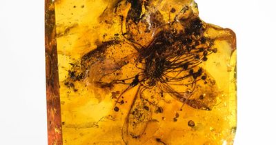 Scientists discover 'extraordinary' flower fossil believed to be 34million years old