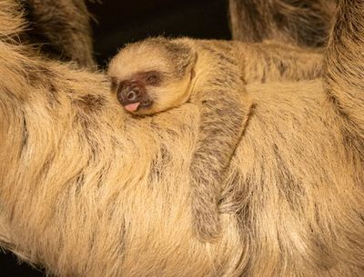 London Zoo celebrates birth of adorable baby sloth