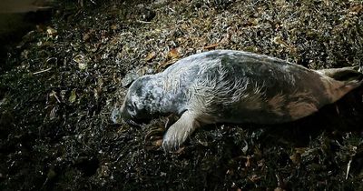 Malnourished East Lothian seal pup rescued after kind local raises the alarm