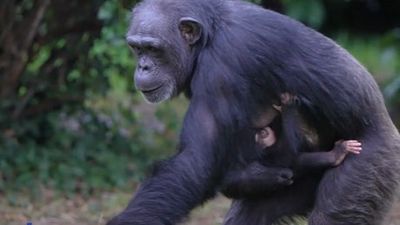 World's rarest chimpanzee born at Chester Zoo