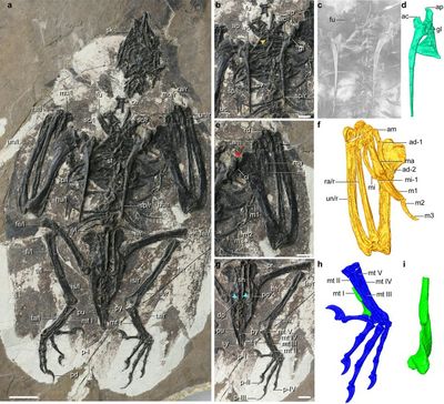 Creature Living In China Millions Of Years Ago Had Dinosaur Head, Bird’s Body