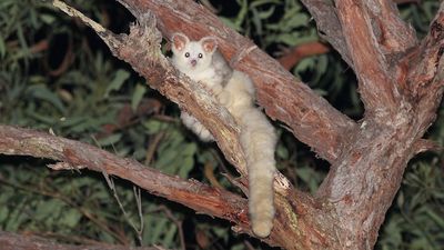 Endangered greater gliders adapt quickly to nest boxes after Black Summer