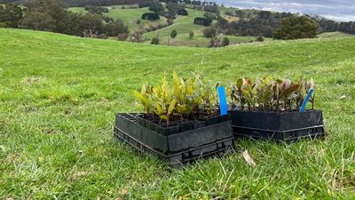 Carbon credit doubts remain, as farmers weigh up Chubb review findings, but market holds steady