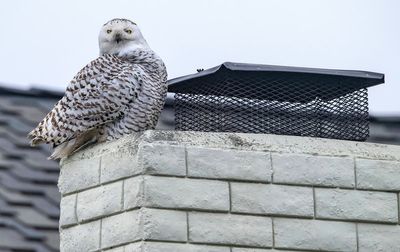 Rare appearance of white snowy owl in Los Angeles suburb attracts sightseers