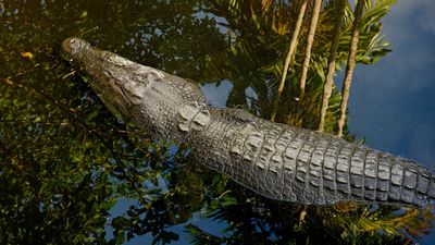 The return of crocodile rule