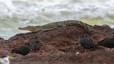 Crocodile makes guest appearance in birdwatcher's photos on Darwin beach