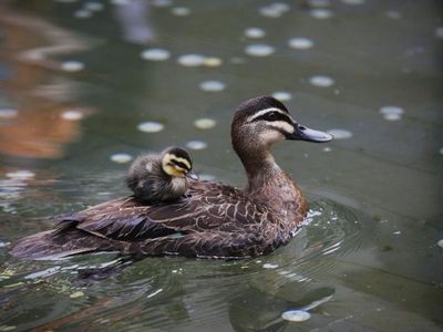 Concern for duck numbers as Murray floods