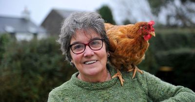 Gatehouse egg producer left distraught after rogue dogs kill half her flock