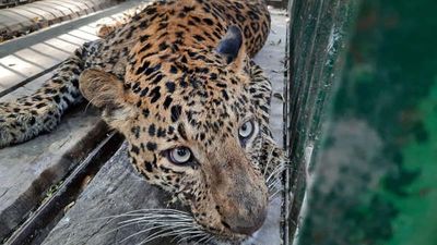 Karnataka: Bengalore University Aerts Students, Staff After Leopard Sighted On Campus