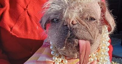Seven ugliest dogs in the country go head to head to win a makeover