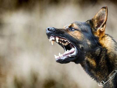 Seven warning signs of a dog attack everyone should know