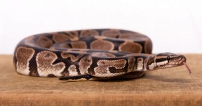 Huge 'nervous' python at Scots animal rescue shelter looking for 'forever home'