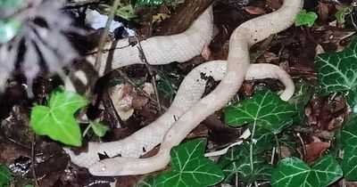 Gran screams after picking up 'rubbish' in her garden - that turned out to be a snake