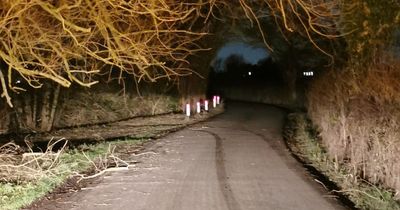 Nottinghamshire road closed as high wind causes large tree to split