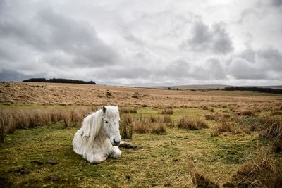 Landowners win legal challenge over Dartmoor wild camping
