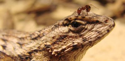 Native eastern fence lizards changed their bodies and behavior in response to invasive red imported fire ants