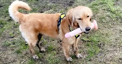 Dog goes looking for a stick - and comes back with a sex toy