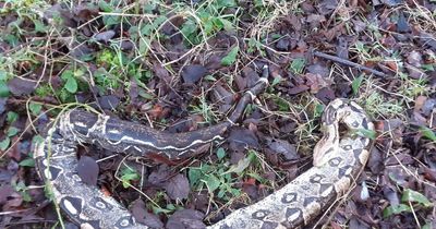 Three huge Boa Constrictors found dead at Scots loch next to rubbish bags