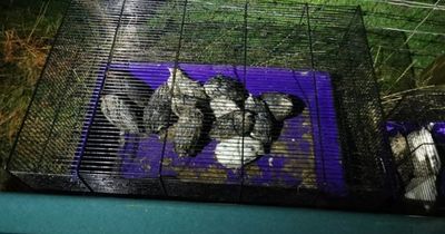 Dozens of quails found abandoned at Scots farm as SSPCA issues appeal for information