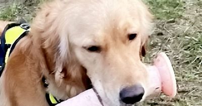 Dog goes foraging for stick only to return with sex toy which she refused to put down