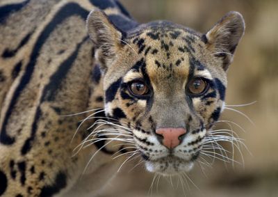 Dallas Zoo forced to close after clouded leopard goes missing from enclosure