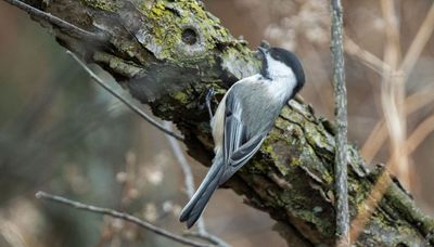 Where to see birds around Chicago in the winter and more from the Illinois Audubon Society head