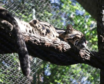 Police join search for missing clouded leopard at Dallas Zoo