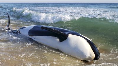 First orca whale to be stranded in southeast U.S. in decades showed signs of illness