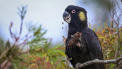 Yellow-tailed black cockatoos spotted in large numbers in northern NSW as the birds head to urban areas